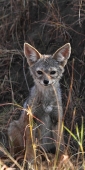 SideStripedJackalPup_5929 1_v